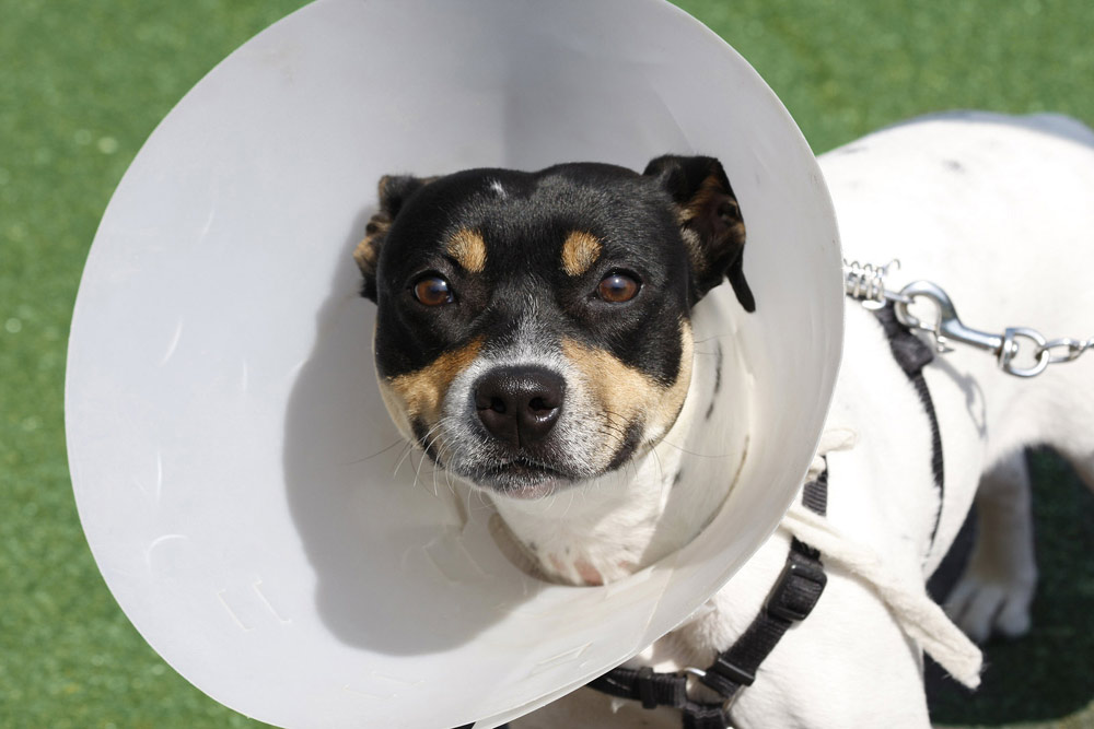 Image of a dog spayed or neuted 
