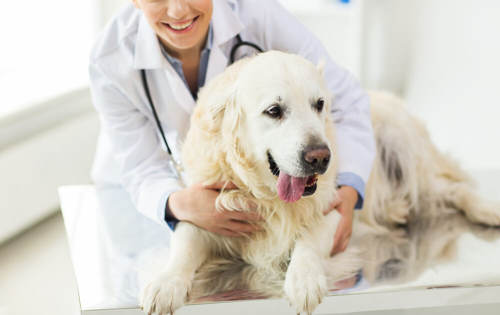 A doctor holdin a white dog
